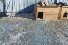 У приюта для бездомных животных вылили жидкость, которая убила щенка